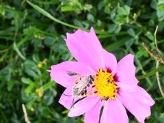 Andrena