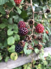 Rubus