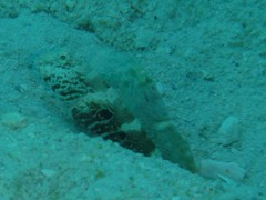 Cryptocentrus strigilliceps