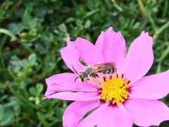 Andrena