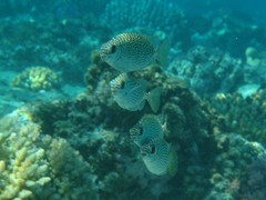 Siganus spinus