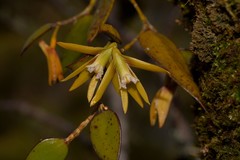 Dendrobium pugioniforme