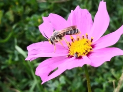 Andrena