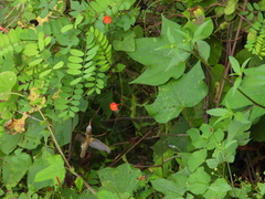 Phaeoptila sordida