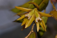 Dendrobium pugioniforme