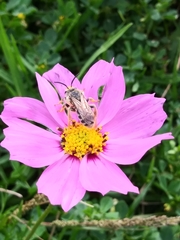 Andrena