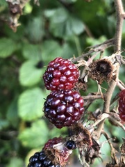 Rubus