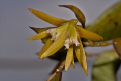Dendrobium pugioniforme