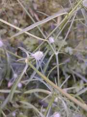 Eryngium echinatum
