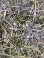 Eryngium echinatum