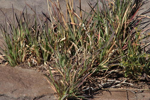 Heteropogon contortus