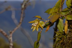 Dendrobium pugioniforme