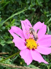 Andrena