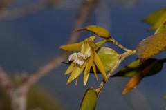 Dendrobium pugioniforme
