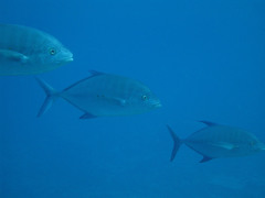 Ferdauia orthogrammus