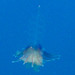 photo of Hula Skirt Siphonophore (Physophora hydrostatica)