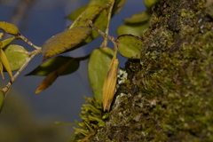 Dendrobium pugioniforme