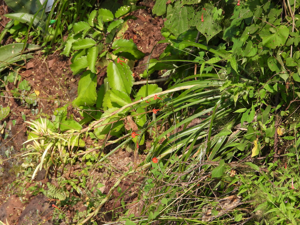 Pitcairnia hintoniana