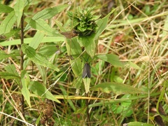 Cisseps fulvicollis