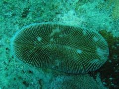 Ctenactis echinata
