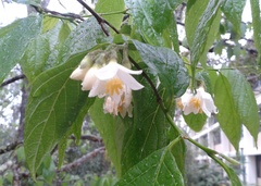 Styrax glabrescens