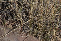 Aristida diffusa burkei
