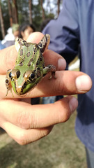 Lithobates spectabilis