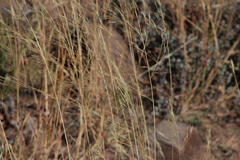 Aristida diffusa burkei