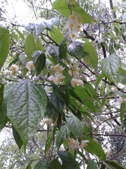 Styrax glabrescens