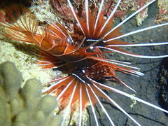 Pterois radiata