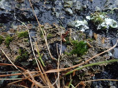 Pseudocyphellaria neglecta