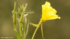 Oenothera elata hookeri