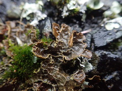 Pseudocyphellaria neglecta