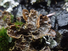 Pseudocyphellaria neglecta