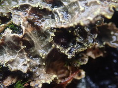 Pseudocyphellaria neglecta