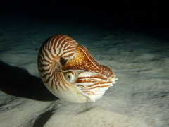 Nautilus macromphalus