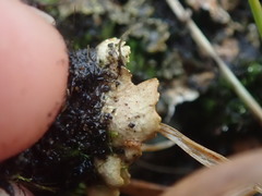 Pseudocyphellaria neglecta
