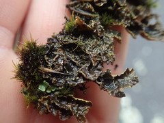 Pseudocyphellaria neglecta