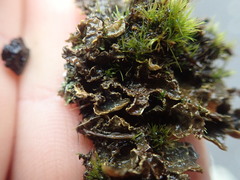 Pseudocyphellaria neglecta