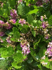 Millettia