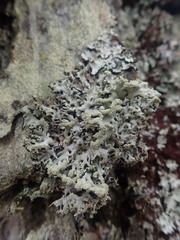 Hypogymnia subphysodes