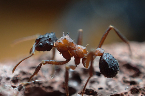 Mycetomoellerius jamaicensisMycetomoellerius jamaicensis