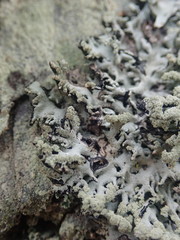 Hypogymnia subphysodes