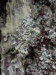 Hypogymnia subphysodes