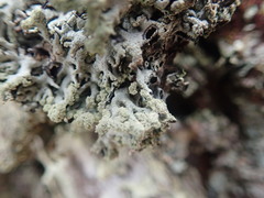 Hypogymnia subphysodes