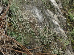 Cladonia glebosa