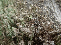 Cladonia glebosa