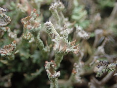 Cladonia glebosa