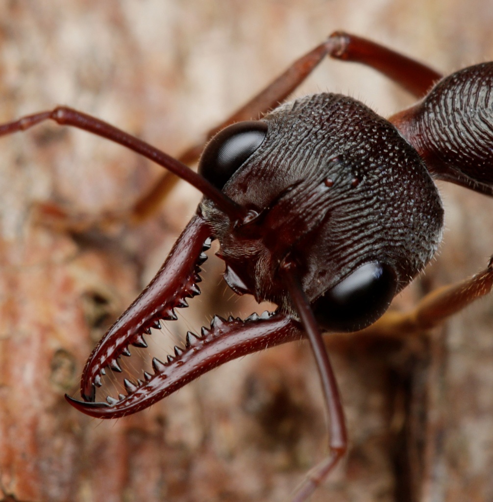 Bull and Dinosaur Ants