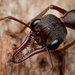Inch Ant - Photo (c) Daniel Kurek, some rights reserved (CC BY-NC), uploaded by Daniel Kurek